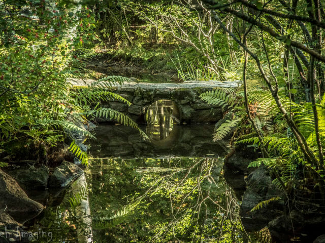 Wild Gardens of Acadia – Acadia National Park