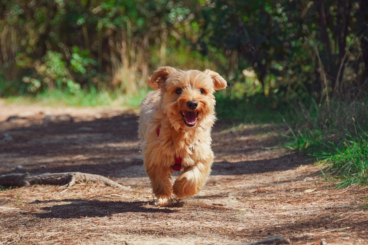 https://acadiaeastcampground.com/wp-content/uploads/2025/05/puppy-4608266_1280.jpg